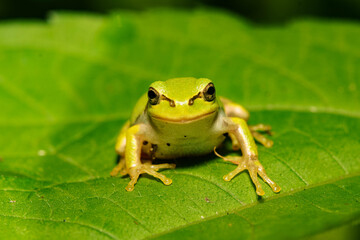 雨上がりの葉の上で休むアマガエル