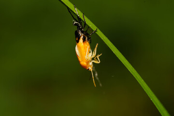 葉陰で脱皮するアカスジキンカメムシ