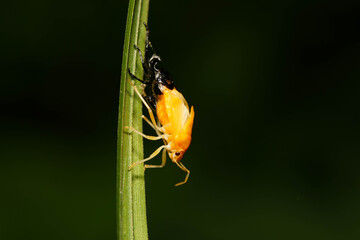 葉陰で脱皮するアカスジキンカメムシ