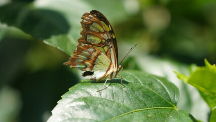 Side View of Malachite Butterfly Resting on Glossy Green Leaf in Sunlight