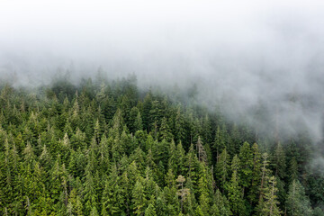 Aerial view of a dense evergreen forest covered in morning fog in Olympic National Park, Washington State, USA. Mysterious and moody landscape capturing the wild beauty of the Pacific Northwest. © Iurii