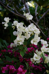 Bougainvillea flowers, selective focus. Beautiful Bougainvillea flowers or Paper Flower