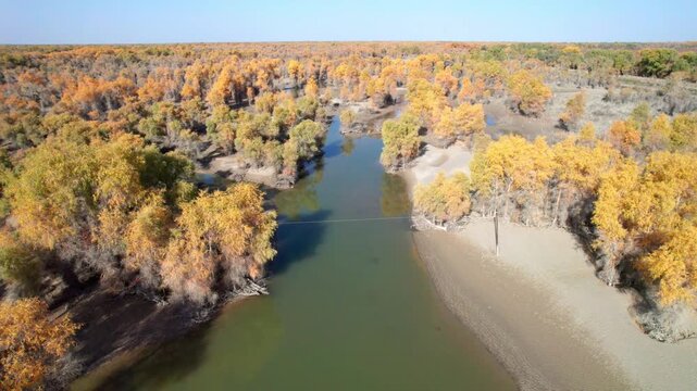 Drone view of golden populus euphratica forest in Gobi desert on sunny autumn day in Tarim Poplar Forest park, Taklamakan Desert, Xinjiang, China, 4k real time high angle view footage, travel concept.
