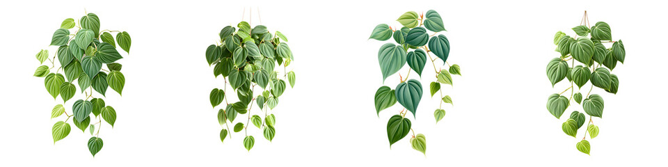 Obraz premium Variety of Heartleaf Philodendron Hanging Plants Isolated on White Background