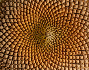 Sunflower Seed Head Close-Up with Geometric Pattern