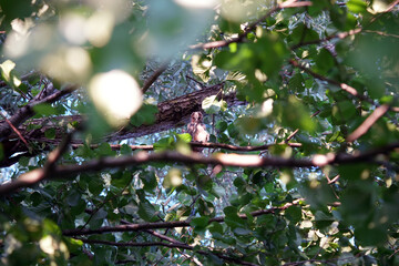 owl