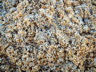 close-up of granular round sand, star shaped sand. coarse beach sand, primarily composed of tiny,...