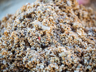 close-up of granular round sand, star shaped sand. coarse beach sand, primarily composed of tiny,...