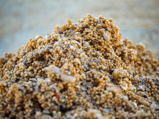 close-up of granular round sand, Star shaped sand. coarse beach sand, primarily composed of tiny, rounded coral fragments and larger, irregular white and beige pieces of broken coral. top view.