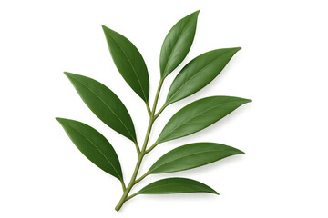 Green laurel branch rendering, photorealistic 3d model with detailed leaves, transparent background, suitable for culinary, nature, and achievement graphic design projects
