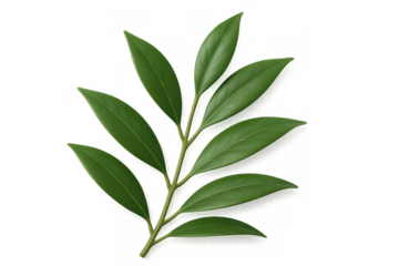 Green laurel branch rendering, photorealistic 3d model with detailed leaves, transparent background, suitable for culinary, nature, and achievement graphic design projects
