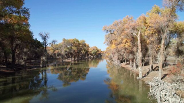 Drone view of golden populus euphratica forest in Gobi desert on sunny autumn day in Tarim Poplar Forest park, Taklamakan Desert, Xinjiang, China, 4k real time high angle view footage, travel concept.