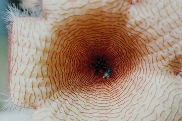 Stapelia Gigantea or Stink Flower Cactus Blooming