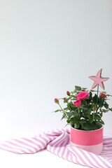 Pink roses in a pot, white background, garden, plant care, decor, free space, flowers, flower