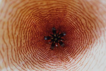 Stapelia Gigantea or Stink Flower Cactus Blooming