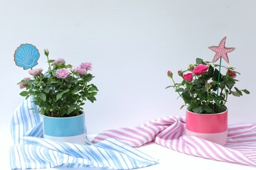 Roses on a white background, care, flower growing, garden, horizontal, free space, summer