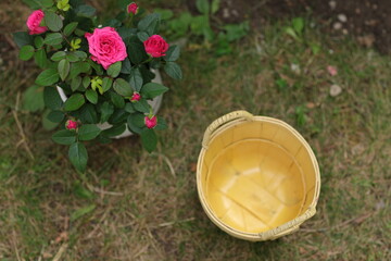 Roses, yellow basket, gardening, garden, open space, top view