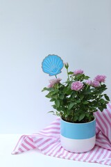 Purple roses in a pot, white background, garden, plant care, decor, free space, flowers, flower