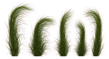 Elegant green grass blades on transparent background, minimalist nature, natural plant illustration