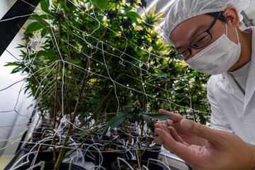 A researcher inspects cannabis plants in a high tech indoor facility, using digital technology for...
