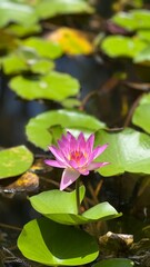 pink water lily