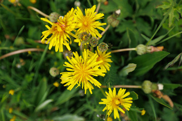 Closeup of yellow dandelion flower