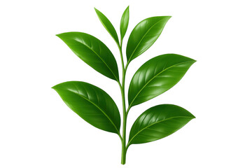 Obraz premium Green tea leaves growing on a stem with transparent background, perfect for healthy or organic projects