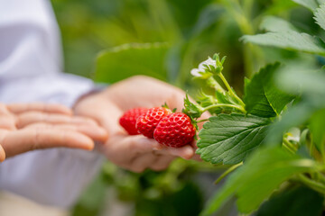 Close-up of a farmer's hands holding a cluster of fresh, ripe, juicy strawberries, newly harvested...