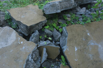 Fragments of concrete walls that were torn down at the site began to be covered by plants. the wall...