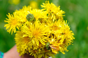 Closeup of yellow dandelion flower