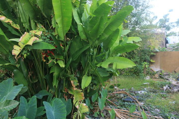 Fan banana plants as decoration in gardens that grow densely