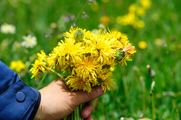 Closeup of yellow dandelion flower