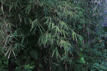 ornamental bamboo plants that grow thickly as a fence