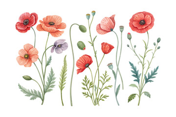 Fototapeta premium set of watercolor Poppy Branch vector illustration isolated on white background