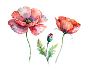 Obraz premium watercolor Poppy Branch vector illustration isolated on white background