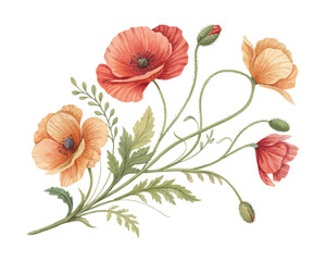 watercolor Poppy Branch vector illustration isolated on white background