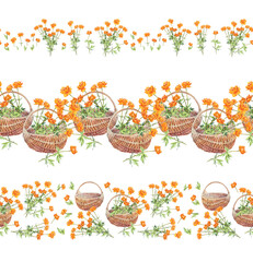 Watercolor set with seamless border with frying flowers Trollius in wicker basket on white background. Summer wildflower. Herbs for aromatherapy and bouquet. Botanical rim for wallpaper or wrapping