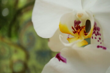 Close-Up of Elegant White Orchid Flower with Yellow and Purple Center Details &ndash; Exotic Tropical Blossom Macro Photography for Nature, Floral, and Botanical Stock Use