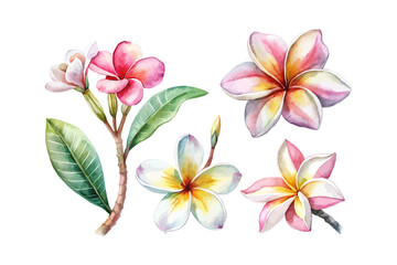 set of watercolor Plumeria Branch vector illustration isolated on white background