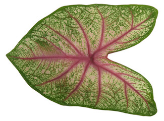 Caladium leaf are beautiful leafy plants that thrive in high humidity and tropical climate