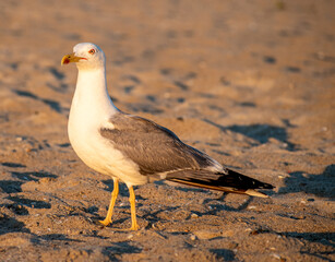 beautiful Seagull at the beach , Sunset time