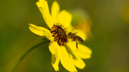 bee flying towards yellow bush sunflower