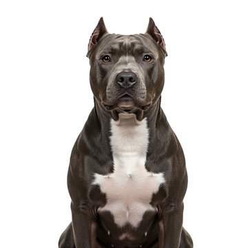 American Bully 