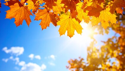 Fototapeta premium 紅葉 