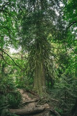 Majestic Tree Surrounded by Lush Greenery in a Forest