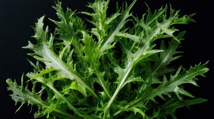 Vibrant Green Mizuna Lettuce Close-Up