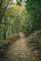 Serene Autumn Pathway Through Lush Greenery