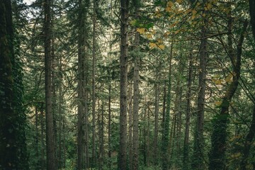 Lush Forest Landscape with Tall Evergreen Trees