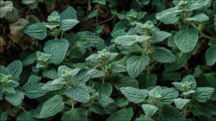 Lamium Galeobdolon Green Carpet: A Lush Tapestry of Nature