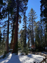 Towering Giant Seqouia trees stretch into the sky in a snowy woodland scene. Sunlight filters...